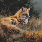 Red Fox v.8